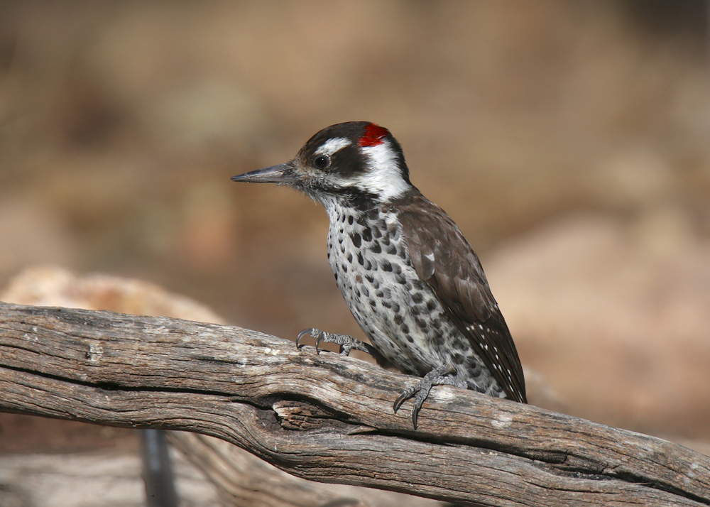 Arizona woodpecker
