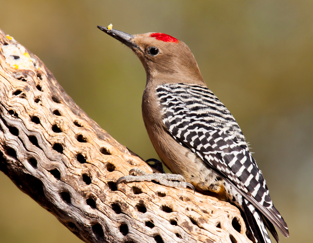Gila Woodpecker
