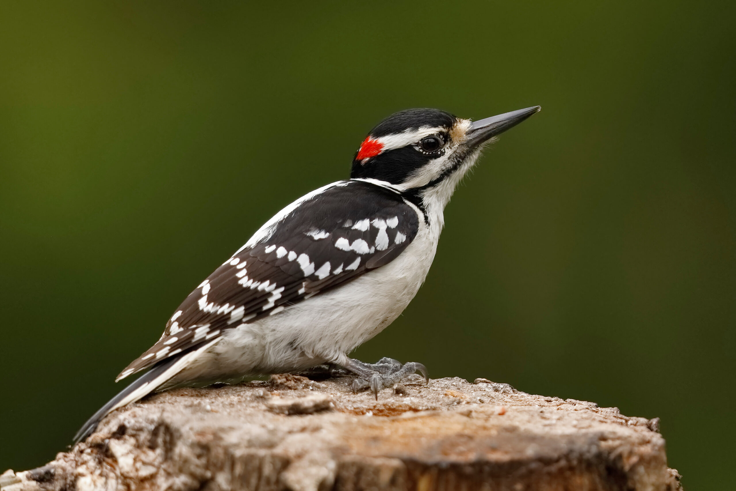 Hairy Woodpecker