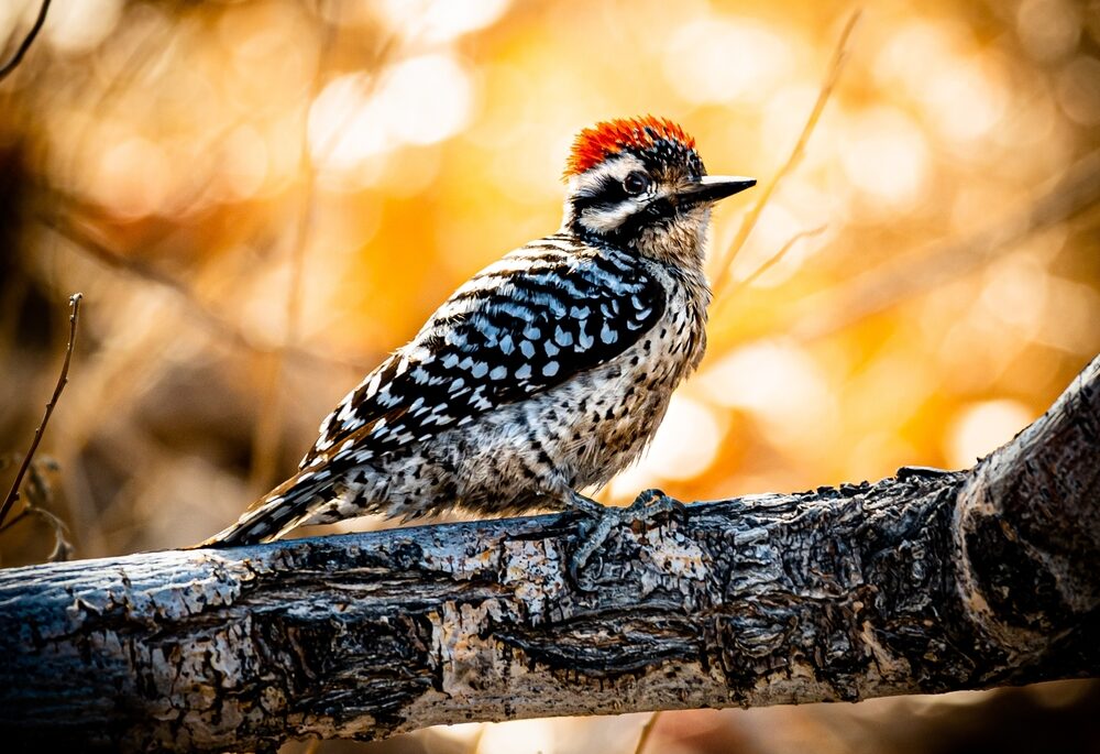 Ladder-Backed Woodpecker