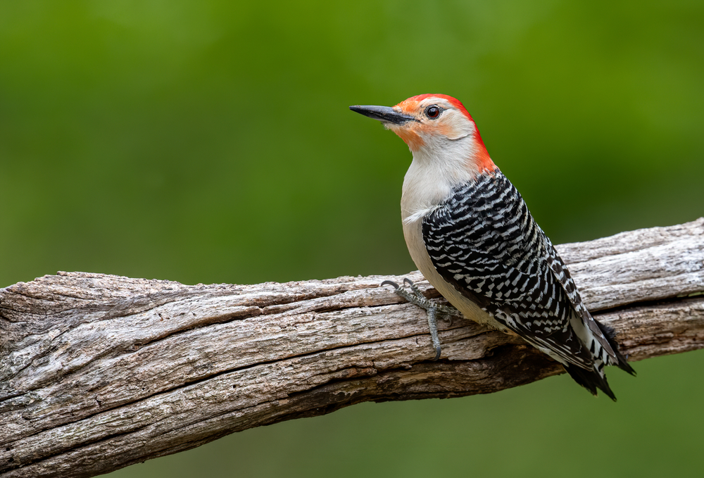 Red-Bellied Woodpecker