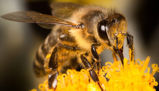 Close-up of a honey bee on a yellow flower.