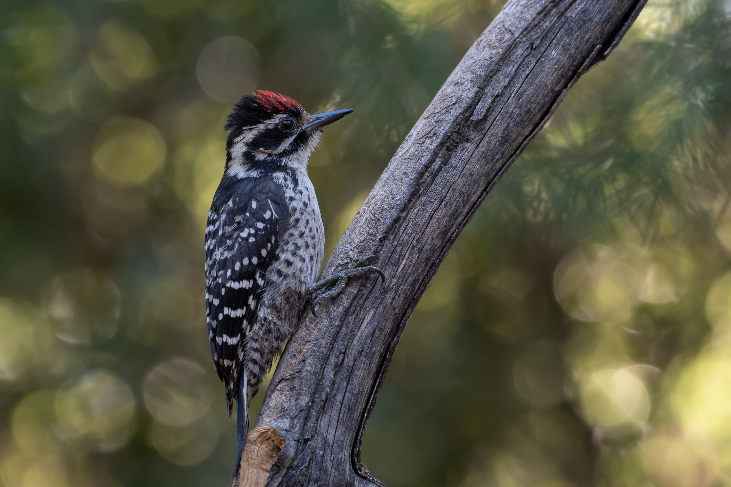 Nuttall's Woodpecker