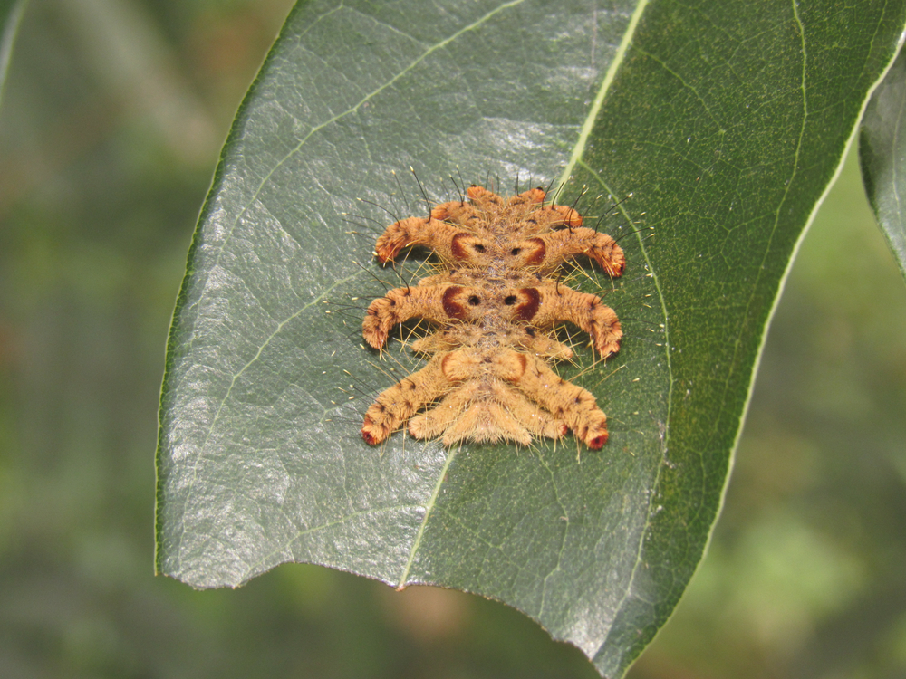 Close-up of a hag moth, or monkey sloth, on a green leaf.
