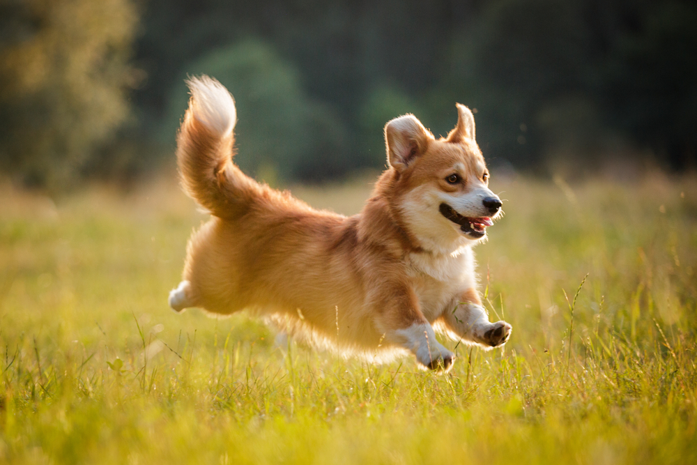 Close-up of a corgi running through a field.
