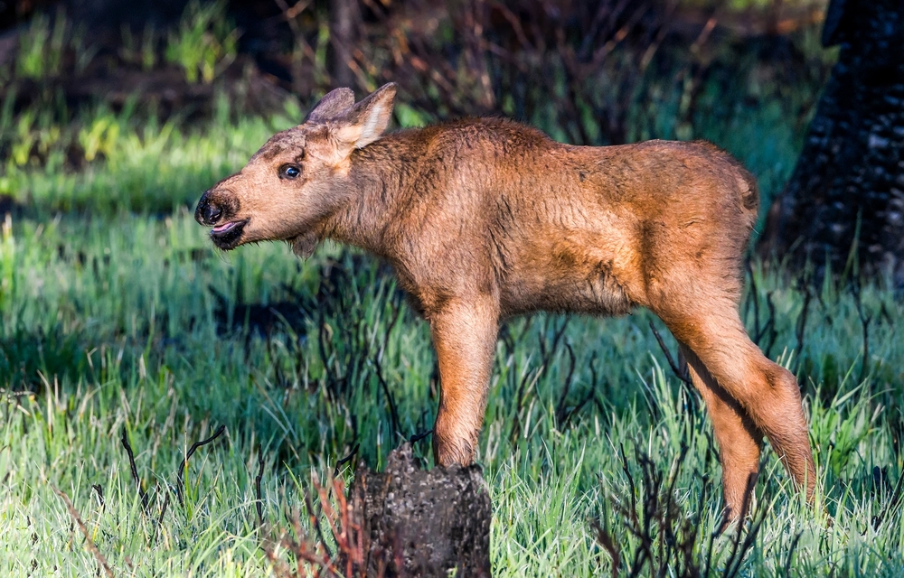 Close-up of a moose calf alone in the woods.