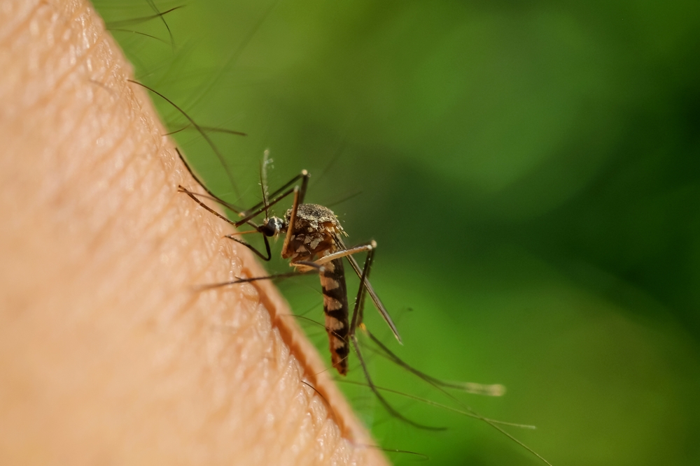 Close-up of a mosquito on a person's arm.