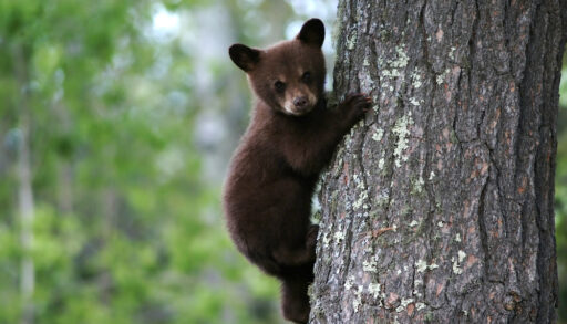 Brown bear cub in a tree.