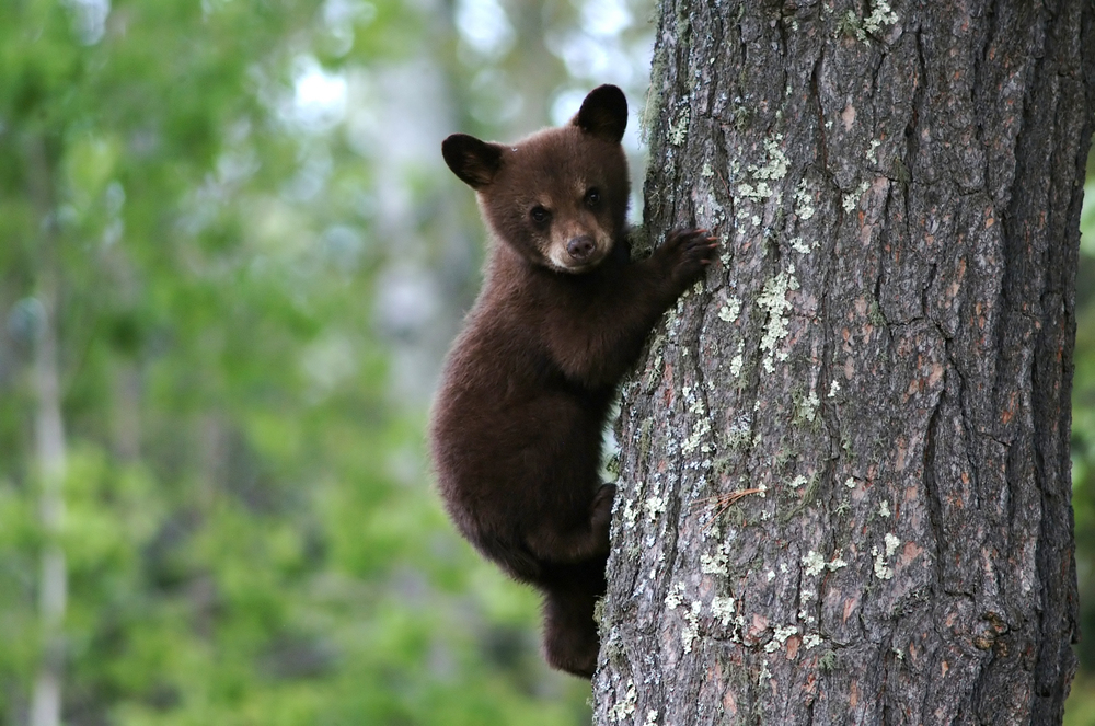 Brown bear cub in a tree.