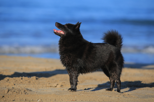 Black Shipperke standing on a beach next to blue water.