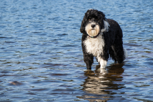 Black and white Portuguese water dog standing in water.