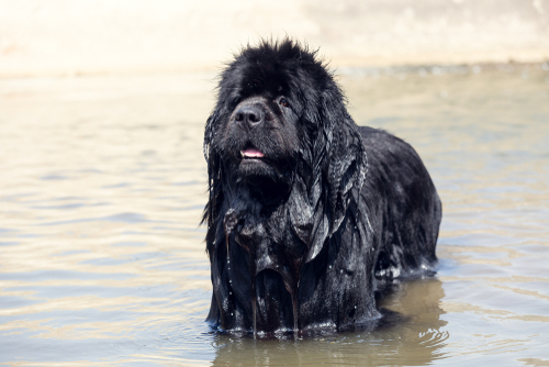Black Newfoundland dog standing wet in water.