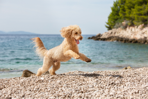 Small, light-coloured poodle jumping next to the ocean.