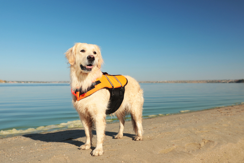Golden retriever wearing a yellow life vest standing on a beach.