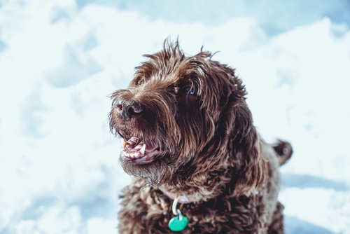 Close-up of a brown Otterhound looking up and panting.