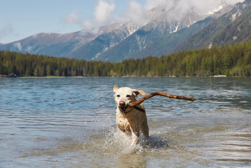 Light-coloured labrador retriever runs through a lake carrying a stick.