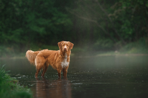 Nova scotia duck tolling retriever standing in a misty lake surrounded by trees.