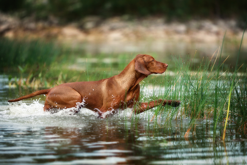 Light brown Vizsla dog runs through water.