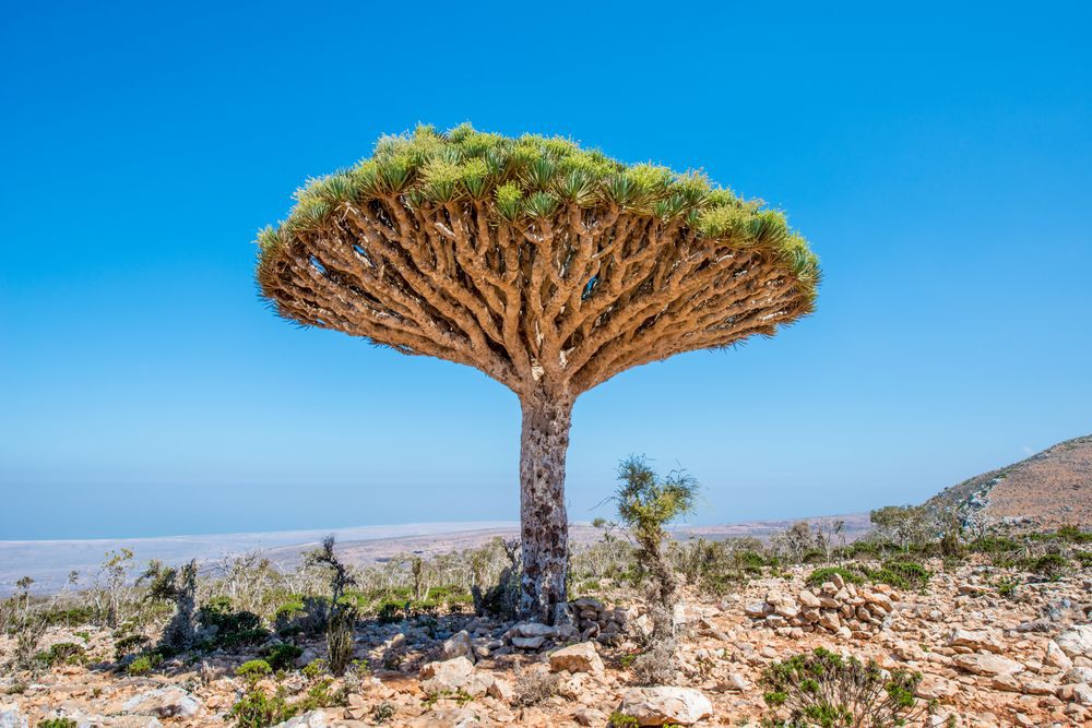 Socotra dragon