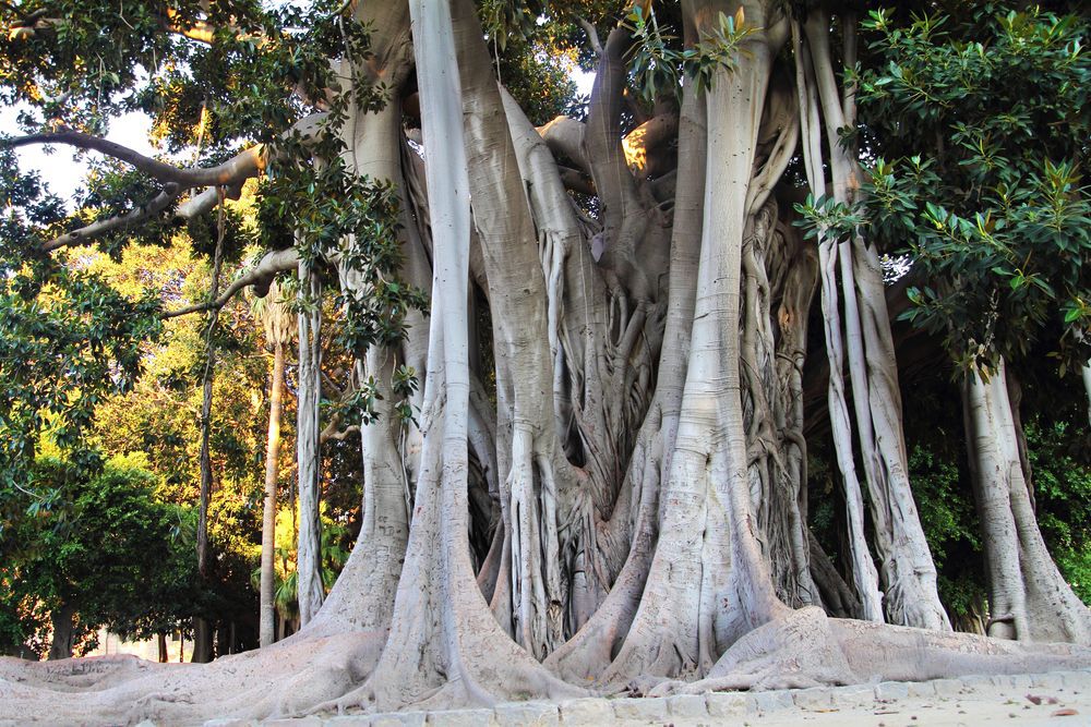Banyan tree