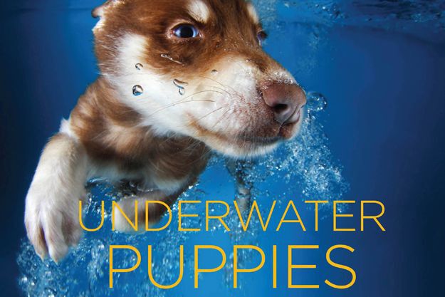 Underwater Puppies