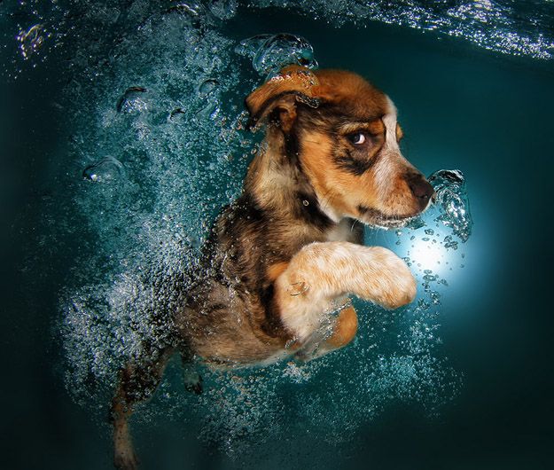 Underwater Puppies