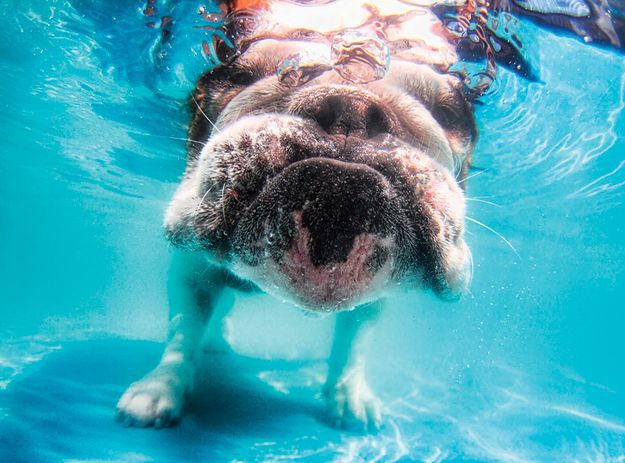 Underwater Puppies