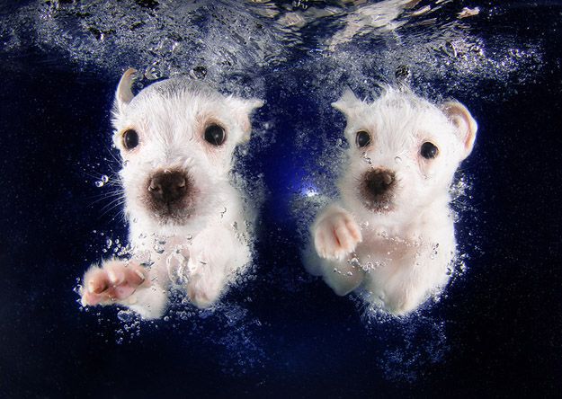 Underwater Puppies