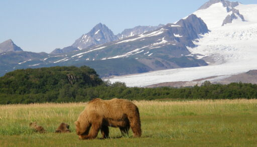 Brown bear sow with her two cubs in a field surrounded by mountains in Alaska.
