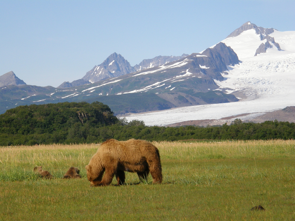 Brown bear sow with her two cubs in a field surrounded by mountains in Alaska.
