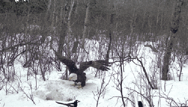Candid Wildlife Photos from Parks Canada
