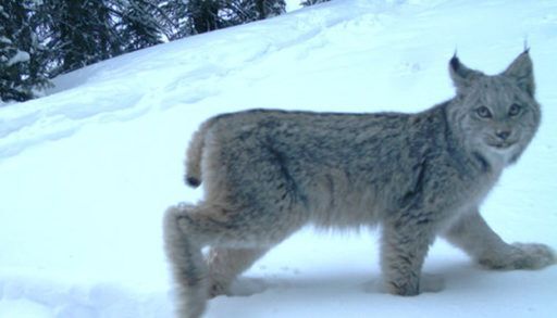 Candid Wildlife Photos from Parks Canada
