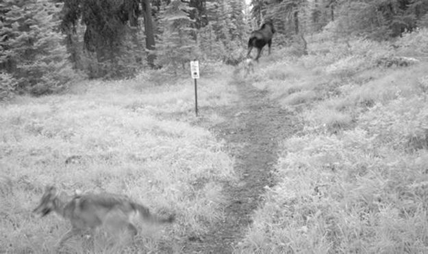 Candid Wildlife Photos from Parks Canada
