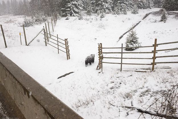 Candid Wildlife Photos from Parks Canada