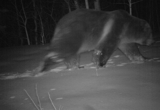 Candid Wildlife Photos from Parks Canada