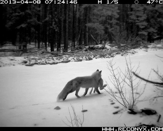 Candid Wildlife Photos from Parks Canada