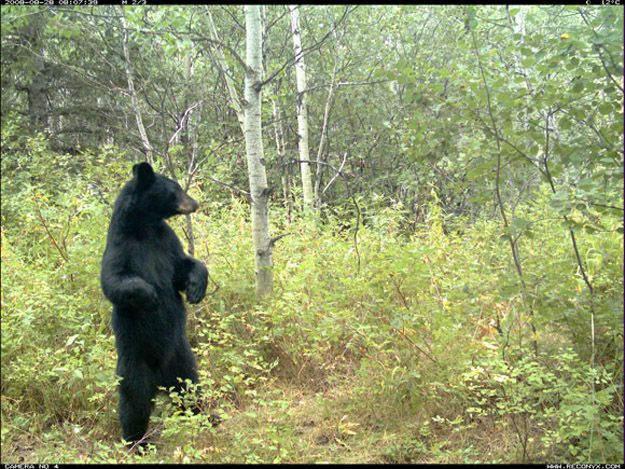 Candid Wildlife Photos from Parks Canada