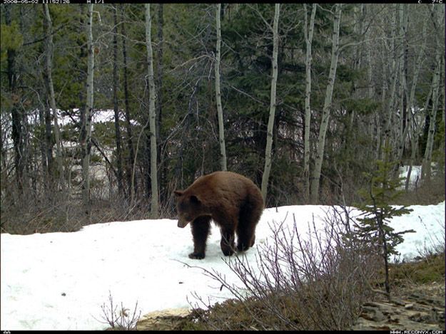 Candid Wildlife Photos from Parks Canada