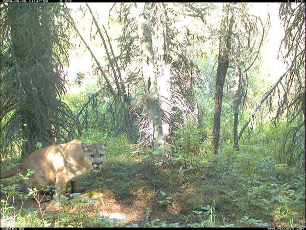 Candid Wildlife Photos from Parks Canada