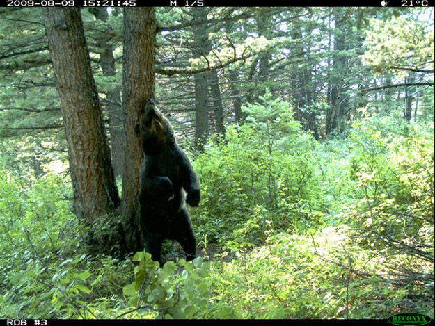 Candid Wildlife Photos from Parks Canada