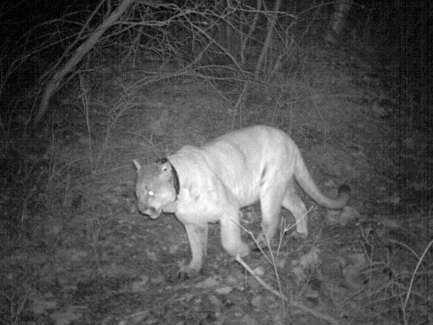Candid Wildlife Photos from Parks Canada