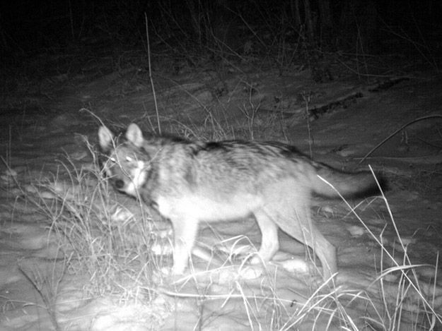 Candid Wildlife Photos from Parks Canada