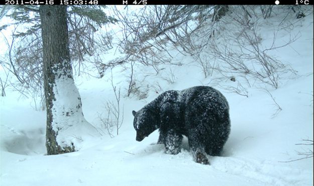 Candid Wildlife Photos from Parks Canada