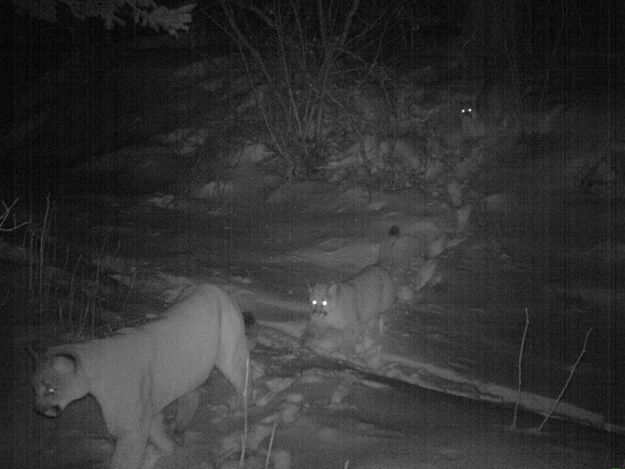 Candid Wildlife Photos from Parks Canada