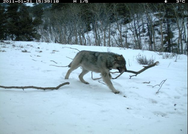 Candid Wildlife Photos from Parks Canada