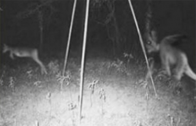 9 Spooky Trail Cam Photographs