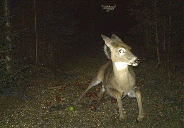 9 Spooky Trail Cam Photographs