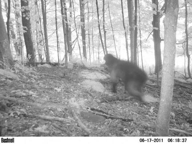 9 Spooky Trail Cam Photographs