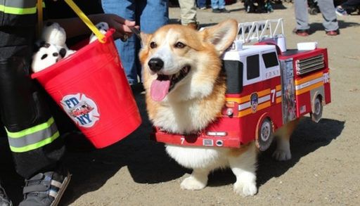 16 Adorable pet costumes