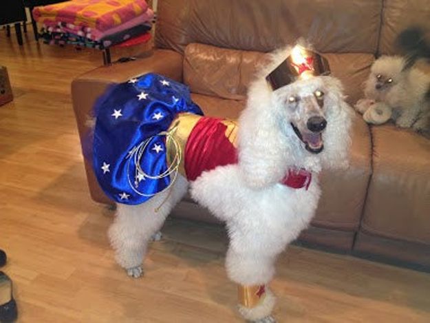 16 Adorable pet costumes